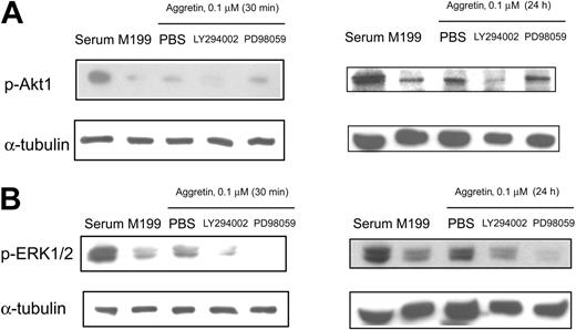 Figure 7. Effect of LY294002 and PD98059 on the phosphorylation of Akt and ERK. (A) Whole cell lysates were prepared from HUVECs (1 × 106 cells) after treatment with PBS, LY294002 (10 μM), or PD98059 (30 μM) in combination with aggretin (0.1 μM) for 30 minutes or 24 hours. Phosphorylated Akt was detected as described in the legend to Figure 6. (B) HUVECs treated with LY294002 (10 μM) or PD98059 (30 μM) in combination with aggretin (0.1 μM) were cultured for 30 minutes or 24 hours and then lysed and subjected to Western blot (WB) analysis with phosphospecific-ERK1/2. The reprobing with anti-α-tubulin antibody was the internal control. The pattern is a representative one of at least 3 similar results.