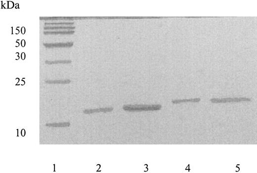 Figure 2. SDS-PAGE of commercial and recombinant FGF-1 and FGF-2. Lane 1, molecular weight markers; lane 2, commercial FGF-1; lane 3, recombinant FGF-1; lane 4, commercial FGF-2; and lane 5, recombinant FGF-2. kDa indicates kilodaltons.