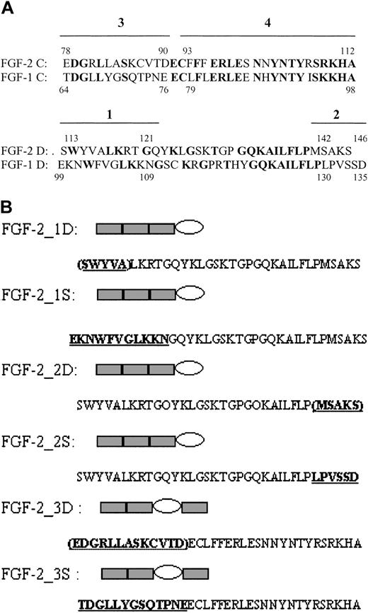 Figure 4. Location and structure of site-directed mutants. (A) Amino acid sequence of cassettes C and D of FGF-2 and FGF-1. Bold characters represent identical residues between FGF-1 and FGF-2. The 4 regions that were selected for site-directed mutagenesis are indicated by lines above the sequence. (B) Structures of recombinant FGF forms made by site-directed mutagenesis. The ovals indicate the cassettes in which changes in sequence were made. FGF-2_1D, _2D, _3D represent deletion mutants in which the residues in parentheses were removed. FGF-2_1S, _2S, _3S represent substitution mutants in which the residues in bold derived from FGF-1 were substituted into the FGF-2 cassette. Residues in bold with underlining are derived from FGF-1.