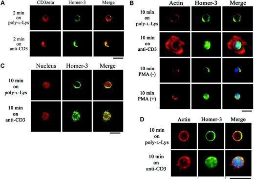 Figure 2. Coclustering with CD3ζ and nuclear translocation of Homer-3 in response to TCR stimulation in T cells. (A) Jurkat cells were incubated for 2 minutes at 37°C on glass slides coated with poly-l-lysine only or poly-l-lysine and anti-CD3 antibody (OKT3). After fixation, the cells were stained with anti-CD3ζ antibody and anti–Homer-3 antibody followed by secondary antibodies-Alexa Fluor 594 (red) or 488 (green). After incubation on the glass slides coated with OKT3, Homer-3 (green) coclustered with CD3ζ (red). (B) Jurkat cells were incubated for 10 minutes at 37°C on glass slides coated with poly-l-lysine only or poly-l-lysine and OKT3. After fixation, the cells were stained with anti–Homer-3 antibody followed by secondary antibody-Alexa Fluor 488 (green), phalloidin-Alexa Fluor 594 (red), and DAPI (blue) for nuclear staining. Homer-3 (green) was distributed in the cytoplasmic region after incubation on the glass slides coated with poly-l-lysine only. After incubation on the glass slides coated with OKT3, F-actin (red) was rearranged into circumferential rings and Homer-3 was translocated into the nucleus (blue). The nuclear translocation of Homer-3 was also observed in Jurkat cells stimulated with PMA in solution for 10 minutes. (C) Jurkat cells were incubated for 10 minutes as in panel B. After fixation, the cells were stained with anti–Homer-3 antibody followed by secondary antibody-Alexa Fluor 488 (green) and propidium iodide (red) for nuclear staining. The cells were observed with confocal laser scanning microscopy, which confirmed the nuclear translocation of Homer-3 following TCR stimulation. (D) Primary CD4+ T cells were isolated from mouse spleen and stimulated on antimouse CD3 antibody–coated glass slides. While Homer-3 was distributed in the cytoplasmic region of the cells incubated on the glass slides coated with poly-l-lysine only, the translocation into the nucleus was observed after stimulation with anti-CD3 antibody. Representative images were presented from experiments performed at least 3 times. Bars, 10 μm.