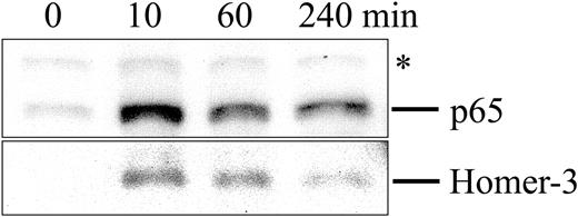Figure 4. Accumulation of Homer-3 in the nucleus following TCR stimulation. Jurkat cells were stimulated with OKT3 (5 μg/mL) for 0, 10, 60, or 240 minutes at 37°C, and then nuclear extract was obtained as described in “Materials and methods.” The nuclear extract (15 μg of total proteins per well) was resolved on a 7.5% SDS-PAGE gel and blotted with anti-p65 antibody or anti–Homer-3 antibody. As already known, p65 accumulated in the nucleus after TCR stimulation. The amount of Homer-3 was also increased in the nucleus at 10 minutes after TCR stimulation and then decreased gradually. * indicates nonspecific bands with anti-p65 antibody.