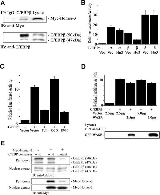 Figure 7. Homer-3 binds to C/EBPβ and suppresses its transcriptional activity. (A) Jurkat cells were electroporated with Myc construct expressing full-length Homer-3. Twenty-four hours later, the cells were stimulated with PMA (50 ng/mL) for 10 minutes, and then nuclear extract was obtained as described in “Materials and methods.” The nuclear extract was incubated with 2 μg rabbit IgG (left lane) or anti-C/EBPβ antibody (middle lane) overnight, and the immune complex was collected with protein A–agarose beads. The immune complex and nuclear extract (right lane) were resolved on a 7.5% SDS-PAGE gel and blotted with anti-Myc antibody. Immunoblotting with mouse anti-C/EBPβ antibody confirmed that rabbit anti-C/EBPβ antibody precipitated full-length C/EBPβ (50 kDa), which contains the consensus motif binding to the EVH1 domain. (B) Jurkat cells were electroporated with k10 promoter–dependent luciferase reporter (2 μg), each isoform of C/EBP or empty construct (5 μg), GFP construct (0.2 μg), and Myc construct either empty or expressing full-length Homer-3 (2.5 μg). Twenty-four hours later, luciferase activity was determined as described in “Materials and methods.” Overexpression of Homer-3 reduced k10 promoter–dependent luciferase activity induced with C/EBPβ. Three independent experiments were performed with duplicate samples. Histograms present the mean ± SE (B-D). (C) Jurkat cells were electroporated with k10 promoter–dependent luciferase reporter (2 μg), C/EBPβ, or empty construct (5 μg), GFP construct (0.2 μg), and Myc construct either empty or expressing each fragment of Homer-3 (2.5 μg). Twenty-four hours later, luciferase activity was determined as described in “Materials and methods.” Overexpression of full-length or EVH1 domain fragments of Homer-3 reduced k10 promoter–dependent luciferase activity induced by C/EBPβ. (D) Jurkat cells were electroporated with k10 promoter–dependent luciferase reporter (2 μg), C/EBPβ, or empty construct (5 μg), and GFP-WASP or empty construct (2.5 or 5 μg). Twenty-four hours later, luciferase activity was determined as described in “Materials and methods.” Overexpression of WASP did not affect C/EBPβ-induced luciferase activity compared with that of Homer-3. WASP expression was confirmed with Western blotting. (E) Pull-down assay using C/EBP consensus oligonucleotide agarose conjugates. Jurkat cells were electroporated with Myc construct either empty (left lane) or expressing full-length Homer-3 (middle and right lanes). Twenty-four hours later, the cells were stimulated with PMA (50 ng/mL) for 10 minutes and then nuclear extract was obtained as described in “Materials and methods.” The nuclear extract was incubated with wild-type (left and middle lane) or mutant (right lane) C/EBP consensus oligonucleotide agarose conjugates. The complex was used for Western blotting.