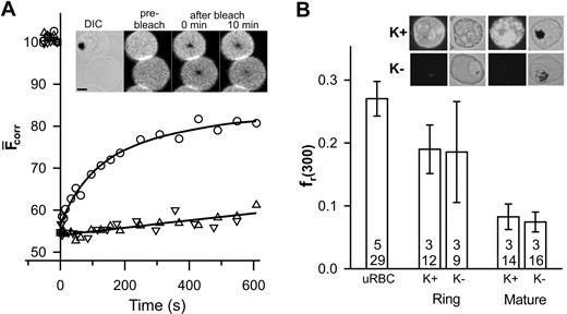 Figure 1. FRAP analysis of eosin-labeled band 3 in control and parasitized erythrocytes. Aliquots of cultures of wild-type (K+) and KAHRP knock-out (K-) 3D7 strain malaria parasites in erythrocytes (∼5% parasitemia) were treated with eosin-maleimide to label band 3, then permeabilized with SLO. (A) The inset shows a differential interference contrast (DIC) image of an erythrocyte infected with a mature-stage parasite containing the dark hemozoin pigment with an uninfected erythrocyte below it. The fluorescence images of the same cells are shown before, immediately after, and 10 minutes after application of the bleach pulse at the center of each cell. Scale bar is 2 μm. The graph shows the typical kinetics of fluorescence recovery into the bleached region for an uninfected erythrocyte (○) and for erythrocytes infected with mature stage K+ (▵) or K- (▿) parasites. Data points shown at negative times represent fluorescence intensities prior to the bleach event. (B) The fr(300) values for uninfected erythrocytes, K+ ring stage- and mature stage-infected erythrocytes and K- ring stage- and mature stage-infected erythrocytes. The top number reflects the number of separate experiments and the bottom number the total number of individual measurements. Inset shows immunofluorescence analysis of KAHRP in K+ and K- strains carried out using the B89 monoclonal anti-KAHRP antibody. Shown are bright field and corresponding fluorescence images of erythrocytes infected with ring (non–hemozoin-containing) and mature (hemozoin-containing) parasites. Scale as in panel A. Error bars indicate standard error.