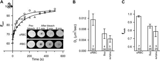 Figure 2. FRAP analysis of fluorescein-labeled glycophorin in control and parasitized erythrocytes. Aliquots of cultures of parasitized erythrocytes (approximately 5% parasitemia) were treated with fluorescein thiosemicarbazide to label glycophorin and then permeabilized with SLO. (A) Inset shows fluorescence images of an uninfected red blood cell (uRBC) and of an erythrocyte with a mature-stage parasite (iRBC) during a FRAP measurement. Scale bar is 2 μm. The graph shows the typical kinetics of fluorescence recovery into the bleached region for an uninfected erythrocyte (○) and for erythrocytes infected with mature-stage parasites (▵). Data points shown at negative times represent fluorescence intensities prior to the bleach event. Average mean DL and fmob values for uninfected erythrocytes and ring stage- and mature stage-infected erythrocytes obtained from a number of measurements are shown in panels B and C, respectively. Numbers in bars as defined in Figure 1B. Error bars represent standard error.