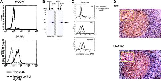 Figure 2. Characterization of 1D6 mAb and identification of BAFF-positive cells within GCs. (A) FACS analysis of BAFF expression using 1D6 mAb. BAFF transfectants and mock transfectants were stained with 1D6 mAb (solid lines) or isotype-matched control Ab (IgG1) (dashed lines) followed by FITC-conjugated Ab to mouse IgG1. (B) Cell lysates were prepared from BAFF transfectants and mock transfectants and subjected to immunoblotting analysis using 1D6 mAb or antihuman BAFF (TALL-1) polyclonal Ab. (C) Peripheral blood monocytes (CD14+ cells more than 98%) were activated by IFN-γ (1000 U/mL) and LPS (10 ng/mL) for 24 hours. After blocking with normal mouse serum plus control IgG1 mouse mAb, BAFF expression was evaluated by FACS analysis using 1D6 mAb. (D) BAFF-positive cells or FDCs (brown) localized in GCs, as determined by immunohistochemical staining of serial human lymph node sections with 1D6 mAb or CNA.42 mAb, respectively (magnification × 200). (Inset) High magnification (× 400). Nuclei were visualized by hematoxylin staining. Data shown are representative of 3 different experiments.