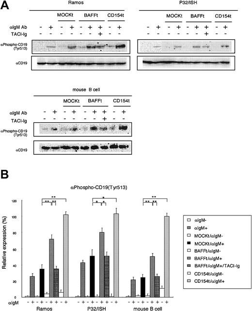 Figure 5. Synergistic effect of BAFF CD19 phosphorylation by BCR. (A) After coculture of human B-cell lines or murine splenic B cells with mitomycin-treated transfectants at a ratio of 10:2 for 3 hours, BCR ligation was induced by antihuman or antimouse IgM Ab (0.5 μg/mL). After 5 minutes, the reaction was terminated and cell lysates were prepared for immunoblot analysis using antiphospho CD19 (Tyr513) Ab. The expression levels of phophorylated CD19 are presented in the histogram in panel B. CD19 was detected as a loading control. For the blocking assay, TACI-Ig fusion protein was used at 0.4 μg/mL. Data shown are representative of 3 different experiments and are presented as mean ± SD; *P < .05; **P < .01.