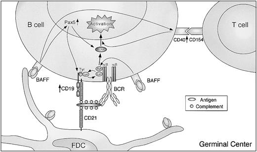Figure 7. Proposed scheme of B-cell activation with BAFF in GCs. GC B cells receive signals for activation by FDCs through the BCR and B-cell coreceptor complex. The B-cell responses are further enhanced by BAFF providing CD19 and probable BLNK up-regulation through Pax5 activation and the high ability of BCR to phosphorylate CD19, which in turn amplifies BCR signaling. Moreover, up-regulation of CD40 by BAFF renders the same B cells more susceptible to T-cell help by CD154. See “Discussion” for details.