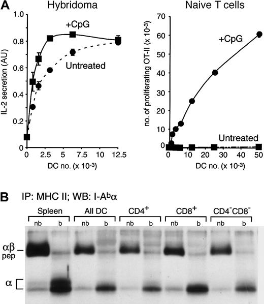 Figure 2. Constitutive presentation of self antigens by immature splenic DCs. (A) Splenic DCs were purified from untreated or CpG-injected OVA+ transgenic mice, which express a membrane-bound form of OVA,22 and then fixed. The indicated number of fixed DCs were incubated with the anti-OVA hybridoma Ob4 (left graph) or with naive OVA-specific OT-II cells (right graph). IL-2 secretion and OT-II proliferation were determined by ELISA 1 day later or by FACS analysis 2.5 days later, respectively. AU indicates arbitrary units. Data for experiments were obtained in duplicate; bars represent the range of the values obtained. (B) MHC II molecules were immunoprecipitated from total splenocytes, a fresh preparation of splenic DCs, and CD4+, CD8+, and CD4–CD8– DCs purified by preparative FACS from the total splenic DC preparation. Immunoprecipitates were loaded in a 12.5% SDS-PAGE without (nb) or after boiling (b) and analyzed by Western blot with a rabbit serum specific for the I-A α-chain. The positions occupied in the blot by the αβ-peptide complexes (αβ-pep) and the free I-Ab α-chain are indicated on the left.