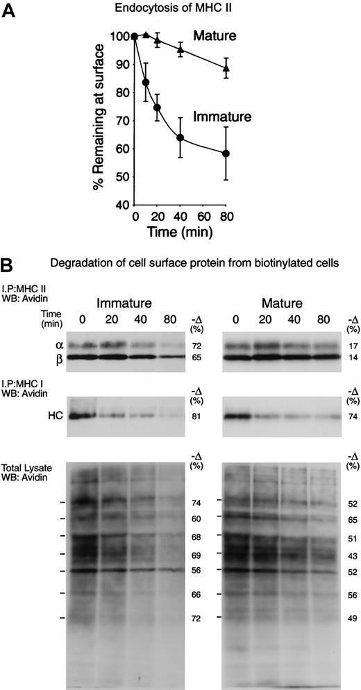 Figure 3. Selective down-regulation of surface MHCII endocytosis and destruction during DC maturation. (A) Freshly isolated (immature) or cultured (mature) splenic DCs were incubated on ice with biotinylated anti–MHC II mAb M5/114, washed, and then incubated at 37°C for 0 to 80 minutes. The amount of MHC II–mAb complexes remaining on the surface was then determined by staining with avidin–fluorescein isothiocyanate (avidin-FITC) and FACS analysis. The graph shows the values of the mean linear fluorescence (MLF) of each sample relative to the values at the 0 time point. The results are the average of 3 independent experiments. (B) Freshly isolated (immature) and cultured (mature) spleen DCs were cell-surface biotinylated at 4°C and then incubated for the times indicated at 37°C. Sequentially immunoprecipitated MHC II (top; the bands correspond to the MHC II α- and β-chains) and MHC I (middle; the band is the MHC I heavy chain) or total cell lysates (bottom) were run in 12.5% SDS-PAGE and analyzed by Western blot with the use of avidin-HRP. Since the cultured cells expressed several times more surface MHC I and II than their fresh counterparts, the exposure times of the pictures shown were adjusted so that the signals of the samples corresponding to the fresh and cultured cells at the 0 time points were comparable. The numbers at the left side of the panels show the relative amount of each indicated polypeptide that was lost between 0 and 80 minutes, as determined by gel densitometry. The results shown are representative of 3 independent experiments
