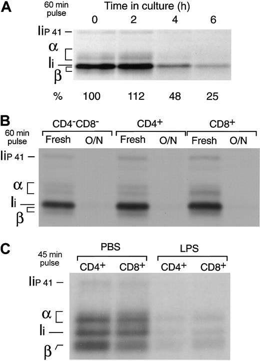 Figure 4. Down-regulation of MHC II synthesis during DC maturation. (A) Splenic DCs were metabolically labeled for 60 minutes immediately after purification or after culture for 2 to 6 hours. The cells were lysed and their MHC II molecules immunoprecipitated with mAb N22 and run in 12.5% SDS-PAGE. The amount of immunoprecipitate loaded was normalized for the efficiency of incorporation of radioactivity in each sample, measured by TCA precipitation of the cell lysates. The positions occupied by the α and β subunits of MHC II and the p31 (Ii) and p41 (Iip41) spliced variants of the MHC II chaperone Ii are indicated.1 Note that the MHC II β-chain and Ii overlap in 12.5% SDS-PAGE.34 The numbers at the bottom indicate the relative intensity of the region containing α, β, and Ii in each lane as determined in a phosphorimager. (B) The CD4–CD8–, CD4+, and CD8+ splenic DC subtypes were purified by preparative FACS and analyzed as in panel A immediately after purification or after overnight culture. (C) CD4+ and CD8+ DCs were purified from the spleens of PBS- or LPS-injected mice and metabolically labeled for 45 minutes. The MHC II molecules were immunoprecipitated with mAb N22 and run in 11% SDS-PAGE.