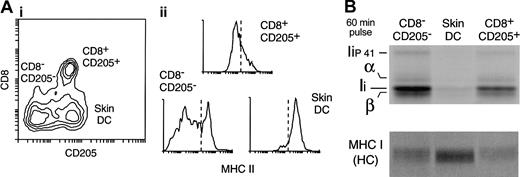 Figure 5. Down-regulation of MHC II synthesis in DCs maturing in vivo in the steady state. (A) DC populations in the subcutaneous LN. A preparation of LN DCs was analyzed by FACS with the use of mAbs for CD11c, CD8, CD205, and MHC II. (i) The contour plot shows the expression of CD8 and CD205 in the CD11c+ cells. Three populations can be distinguished: CD8–CD205– DCs (which include the LN equivalent of the CD4+ and CD4–CD8– splenic DC populations); CD8+CD205+ DCs (the LN equivalent of the splenic CD8+ DCs); and the skin-derived CD8lowCD205+ DCs. (ii) The histograms show the expression level of MHC II in each of the 3 LN DC populations. Note that overlapping populations obscure the distinction between MHC IIlow and MHC IIhigh DCs in the histograms. The dashed line represents an arbitrary division between MHCIIlow and MHChigh expression labels. (B) The 3 LN DC populations were metabolically labeled for 60 minutes immediately after purification. MHC II (top panel) and MHC I (bottom) were immunoprecipitated with mAb N22 and Y3, respectively, and run in a 12.5% SDS-PAGE. The amount of immunoprecipitate loaded was normalized for the efficiency of incorporation of radioactivity in each sample, measured by TCA precipitation of the cell lysates.