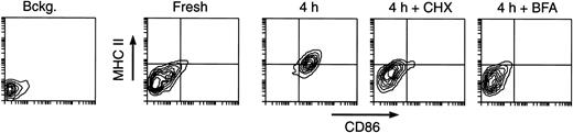 Figure 6. Contribution of de novo synthesis to MHC II expression in maturing DCs. Splenic DCs were cultured for 4 hours in the absence (control) or presence of 5 μg/mL CHX or 10 μg/mL BFA, and analyzed by FACS. The sample labeled “Bckg” was not stained. Only live cells (PI–) were included in the plots. Most of the MHC II molecules accumulating on the surface of maturing DCs are synthesized de novo.
