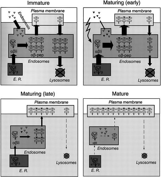 Figure 7. Control of MHC II–peptide endocytosis and MHC II synthesis in immature, maturing, and mature DCs. Schematic representation of MHC II trafficking in immature (top left), maturing (early, top right; late, bottom left), and mature (bottom right) DCs. See “Discussion” for details. The triangles represent self antigens endocytosed by DCs in the steady state (open) or foreign antigens captured in the presence of inflammatory stimuli (closed). The width of the arrows represents the relative flow of MHC II molecules between compartments; the size of the compartments represents the relative amount of MHC II contained in each major subcellular location at each stage of maturation.
