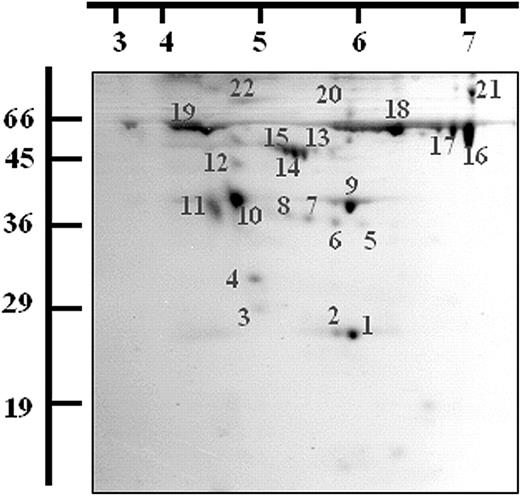 Figure 2. Two-dimensional electrophoresis of the releasate fraction from thrombin-activated platelets. A total of 400μg of the releasate fraction from thrombin-activated platelets was separated by 2-DE and stained with Coomassie blue dye. Spots were excised and digested with trypsin and the resulting peptides were analyzed by MALDI-TOF MS. A representative gel is shown and the proteins identified are listed (see Table 1). Molecular weight markers and pI values are indicated.