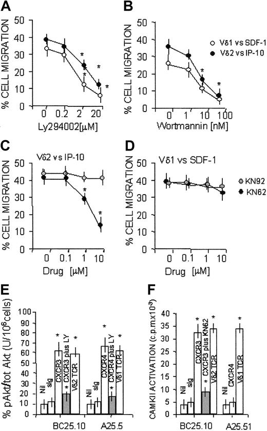 Figure 6. Transmigration of Vδ1 and Vδ2 T cells to CXCR3 or CXCR4-directed chemokine dependency on PI-3K and CAMKII. Migration across HUVEC monolayers of Vδ2 and Vδ1 γδ T-cell lines, at 60 minutes, in the presence of 50 ng/mL IP-10/CXCL10 or SDF-1/CXCL12 as described in “Patients, materials, and methods.” (A-B) Effect of the PI-3K inhibitors LY294002 (20-0.2 μM; panel A) or wortmannin (1-100 nM; panel B). ○ indicates Vδ1 cells with SDF-1/CXCL12; •, Vδ2 cells with IP-10/CXCL10. (C-D) Effect of the CAMKII blocker KN62 (10-0.1 μM; •) or the inactive compound KN92 (10-0.1 μM, on Vδ2 cells with IP-10 (C) or Vδ1 cells with SDF-1 (D). Results are expressed as percentage of cell migration, calculated as described in “Patients, materials, and methods” (mean ± SD from 4 independent experiments with cell lines from 4 donors). In the absence of chemokines, at 60 minutes the transendothelial migration of Vδ2 or Vδ1 T cells was 15% ± 5% or 10% ± 3%, respectively (not shown). *Student t test; P < .05. (E-F) CXCR4, CXCR3, or TCR was engaged on Vδ1 or Vδ2 T cells using the specific mAbs (5 μg/mL) followed by GAM (100 μg/mL). Nil indicates GAM alone; sIg, murine immunoglobulin followed by GAM. (E) PI-3K activity tested by analyzing the phosphorylation of Akt1/PKB (pAkt) in cell lysates, using ELISA for phosphorylated Akt, normalized for total Akt, in the absence or presence of the PI-3K inhibitor LY294002 (20μM; ▦). Results are expressed as percentage units of pAkt compared with total Akt/106 cells (mean ± SD of 3 independent experiments). (F) CAMKII activity assessed using the specific substrates and 32P-γ ATP after lysis of Vδ2 or Vδ1 T cells, untreated or pretreated with the specific CAMKII blocker KN62 (10 μM; ▦) and immunoprecipitation with anti-CAMKII–specific mAbs. Results are expressed as cpm × 10–3 and are the mean ± SD from 3 independent experiments with cell lines from 3 different donors. *Student t test; P < .05.