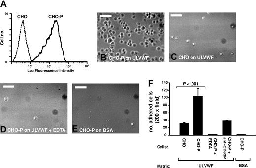 Figure 3. CHO cells expressing P-selectin adhered to immobilized ULVWF under static condition. (A) CHO cells stably expressing human P-selectin (CHO-P), as determined by flow cytometry with PBS buffer, and cells that remained adhered were counted (B). Cell adhesion was also measured in the presence of 0.5 μM EDTA (B, bar = 100 μm). CHO-P cells specifically adhered to ULVWF but not to BSA surface, and adhesion was blocked by treating cells with EDTA or a polyclonal anti–P-selectin antibody (C, the Student t test, n = 4).