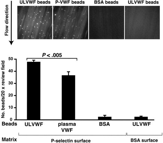 Figure 4. ULVWF-coated beads adhered to immobilized P-selectin under flow. Polystyrene beads coated with ULVWF were perfused over immobilized P-selectin under a 2.5-dyn/cm2 shear stress for 5 minutes at room temperature (A). Control experiments were perfusion of ULVWF-coated beads and BSA-coated beads over BSA and immobilized P-selectin, respectively (A). At the end of perfusion, the numbers of beads adhered to P-selectin were counted. Panel B is a summary of 6 separate experiments. Figures are means ± SEM (the studentt test).