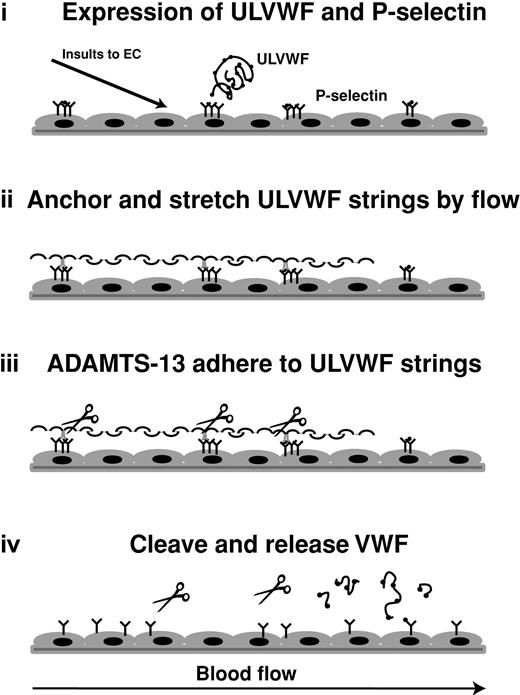 Figure 7. Schematic illustration of a potential mechanism of cleavage of ULVWF string by ADAMTS-13 metalloprotease. On stimulation, endothelial cells release contents from the Weibel-Palade bodies. Membrane-bound P-selectin anchors ULVWF multimers to the surface of endothelial cells to allow long stringlike structures to form under flow. Fluid shear stress stretches these strings to expose sites for ADAMTS-13 to adhere to ULVWF and/or cleavage site in the A2 domain of ULVWF. The cleavage releases ULVWF from endothelial cells (and from wall shear stress) to allow cleaved VWF to adopt different conformation that is no longer available for further cleavage.
