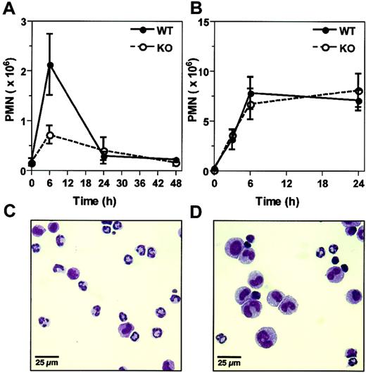 Figure 1. α2 integrin–deficient mice display a diminished PMN response to Listeria infection. (A) Wild-type (WT) and α2 integrin–deficient (KO) mice were infected with 5 × 104 Listeria intraperitoneally. At indicated times after infection, the absolute peritoneal PMN number was determined. Shown is the combination of 3 experiments (mean ± SEM), with each point representing 4-8 mice. P = .046 at 6 hours after infection. (B) WT and KO mice were injected with thioglycollate intraperitoneally. At indicated times after injection, the absolute peritoneal PMN number was determined. Shown is the combination of 3 experiments (mean ± SEM), with each point representing 5-6 mice (time 0 hours, 3-4 mice). (C,D) Representative cytospin preparations of peritoneal exudates at 6 hours after Listeria infection from (C) wild-type and (D) α2 integrin–deficient mice.