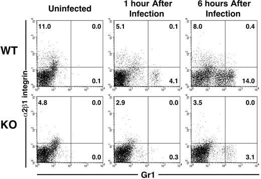 Figure 2. Flow cytometric analysis of the PMN response to Listeria infection. Wild-type (WT) and α2 integrin–deficient (KO) mice were infected with 5 × 104 Listeria intraperitoneally. At indicated times after infection, peritoneal exudate cells were stained with FITC–anti-Gr1 and APC–anti-α2 integrin and assessed by flow cytometry. Numbers represent the percentage of total cells found in each quadrant.