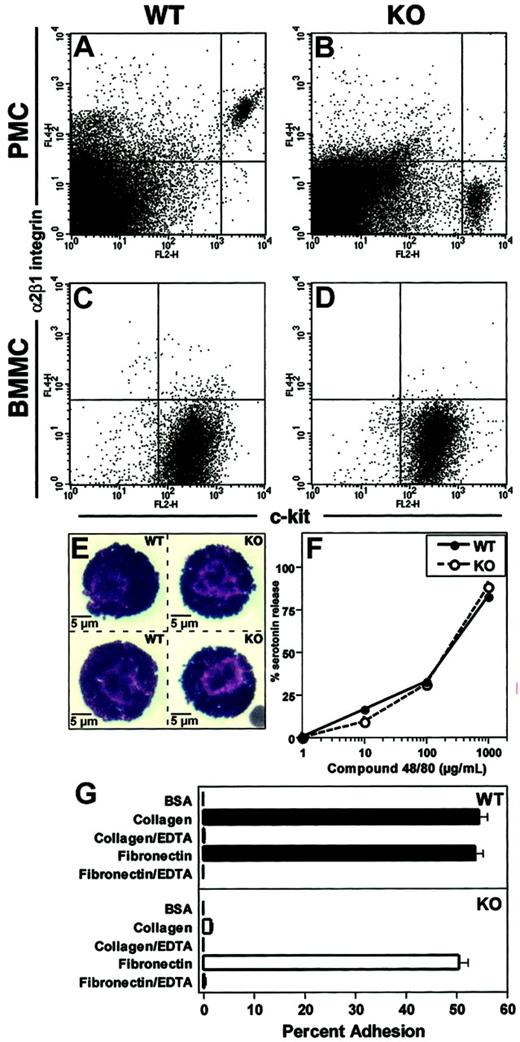 Figure 3. Peritoneal mast cells express α2β1 integrin. (A,B) Peritoneal exudate cells from unmanipulated wild-type (WT, panel A) and α2 integrin–deficient (KO, panel B) mice were stained with PE–anti–c-kit and APC–anti–α2 integrin and assessed by flow cytometry. Mast cells were identified as c-kithigh-staining cells and represented 1%-3% of resident peritoneal cells in both WT and KO mice. (C,D) BMMC from WT (C) and KO (D) mice at 4 weeks of culture were stained with PE–anti–c-kit and APC–anti–α2 integrin and assessed by flow cytometry. Expression of the α2β1 integrin was not detected. (E) Representative images of PMCs from WT and KO mice stained with Wright-Giemsa stain. Cells were of equal size and contained large numbers of basophilic staining granules. (F) PMCs from WT and KO mice were stimulated with Compound 48/80 at a range of concentrations for 1 hour. Percent serotonin release was calculated (mean ± SEM). (G) PMCs from WT and KO mice were assayed for adhesion to BSA, type I collagen, or fibronectin. Results are presented as means ± SEM.