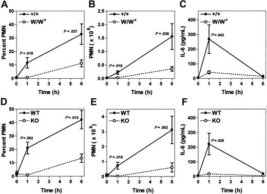 Figure 4. The inflammatory response to Listeria infection is both mast cell– and α2β1 integrin–dependent. (A-C) WBB6F1-+/+ mast cell–sufficient (+/+) and WBB6F1-W/Wv mast cell–deficient (W/Wv) mice were infected with 5 × 104 Listeria intraperitoneally. At indicated times after infection, the percentage of PMN, the absolute PMN number, and the IL-6 concentration in peritoneal fluid were determined. Shown is the combination of 2 experiments (mean ± SEM), with each point representing 5-6 mice (time 0 hours, 2 mice). (D-F) Wild-type (WT) and α2 integrin–deficient (KO) mice were infected with 5 × 104 Listeria intraperitoneally. At indicated times after infection, the percentage of PMN, the absolute PMN number, and the IL-6 concentration in peritoneal fluid were determined. Shown is the combination of 2 experiments (mean ± SEM), with each point representing 4-5 mice (time 0 hours, 2 mice).