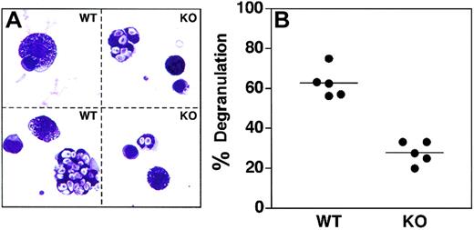 Figure 7. Mast cell activation in vivo is α2β1 integrin dependent. (A,B) Wild-type (WT) and α2 integrin–deficient (KO) mice were injected with zymosan intraperitoneally. At 1 hour after injection, peritoneal exudates were analyzed for the percentage of degranulated mast cells. Representative images of WT (scored as degranulated) and KO (scored as nondegranulated) PMCs are shown. Note the abundance of zymosan particles contained in nearby macrophages. Shown is the combination of 2 experiments, with each point representing an individual mouse.