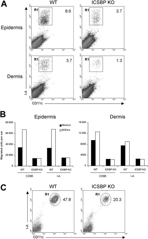 Figure 1. Frequency and migration of DCs from ear skin in ICSBP-/- mice. Ears from 3 to 5 ICSBP-/- and WT mice were excised and split into dorsal and ventral halves. Dorsal halves were further treated, as indicated in “Materials and methods,” to allow the separation of dermis from epidermis. (A) Dermal and epidermal sheets were incubated ventral-side down in medium containing GM-CSF for 24 hours, then cells that migrated from the tissue into the culture medium were collected and double-stained for CD11c and I-A expression. R1 region indicates the percentage of double-positive cells within the total population of living cells; KO, knock-out. (B) Dermis and epidermis were incubated in presence or absence of 6Ckine. Forty-eight hours later, cells that migrated ex vivo were collected, counted, and stained for CD11c coupled with the indicated antibodies. The number of positive cells was calculated by applying the percentage of double positivity to the mean number of migrated cells. (C) Freshly isolated epidermal sheets were passed through a steel sieve and cell suspensions were centrifuged on a Nycodenz gradient. The low-density fraction was collected and stained for identification of LCs. Representative data of 1 of 3 experiments are shown.