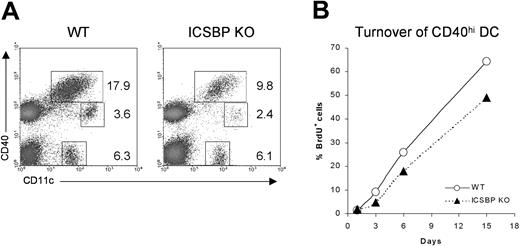 Figure 2. Analysis of skin-derived DC populations in cutaneous LNs from ICSBP-/- mice. (A) Skin-draining lymph nodes from ICSBP-/- and WT mice were enriched on Nycodenz and double-stained for CD11c and CD40 expression. Dot plots represent DC populations identified by CD11c and CD40 expression. Values are calculated on the population of LN suspensions from at least 5 mice. (B) ICSBP-/- and WT animals were given BrdU in drinking water for 15 days. At the indicated time points, cutaneous LNs were removed and triple-stained for determination of BrdU uptake in the CD40hi CD11c+ DC subset. Data are representative of 2 separate experiments.