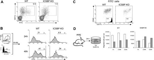 Figure 3. Defective DC mobilization from skin to draining LNs in ICSBP-/- mice upon FITC sensitization in vivo. (A-B) Mice were sensitized with FITC on the shaved abdomen. Twenty-four hours later (A), draining inguinal LNs were removed and cell suspensions were subjected to Nycodenz centrifugation to enrich for DCs. Cells were then stained with PE-labeled anti-CD11c antibody and analyzed by FACS for the presence of DCs that had migrated from the skin (FITC+). Density plots were gated to exclude dead cells. (B) Draining LNs were removed 24 hours or 48 hours after skin sensitization with FITC. Histograms represent the expression of FITC (M1) on cells gated on forward-side scatter properties (R1) and on CDIIc positivity (R2). (C) Draining lymph nodes from 48-hour FITC-treated mice were enriched on Nycodenz and double-stained with anti-CD11c coupled with anti-CD40 or anti–I-A, alternatively. Dot plots and histograms show the population gated on the basis of FITC positivity. (D) FITC was applied to ears of ICSBP-/- and WT mice. After 24 hours, epidermal sheets were incubated for an additional 24 hours in medium containing GM-CSF to allow the release of epidermal cells from the tissue. Cells emigrated in the culture medium were collected, counted, and subjected to FACS analysis. Histograms represent the number of cells expressing the indicated markers in cultured epidermal sheets of untreated (□) or FITC-treated (▦) mice. Representative data of 1 of 3 separate experiments are shown.