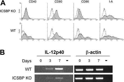 Figure 5. Phenotype of BM-derived DCs from ICSBP-/- mice. BM from ICSBP KO and control WT animals was cultured for 7 days in presence of GM-CSF. (A) BM DCs were double-stained for CD11c and a panel of antibodies specific for the indicated markers. Data represent the expression of the indicated markers in the population gated on forward-side scatter properties and on CD11c positivity. Gray-filled graphs represent the specific staining for the indicated markers, while broken lines are the isotype-matched controls. (B) RT-PCR analysis of IL-12p40 expression at various times of BM culture. Day 0 represents the time of bone marrow extraction. Representative data of 1 of 3 separate experiments are shown.