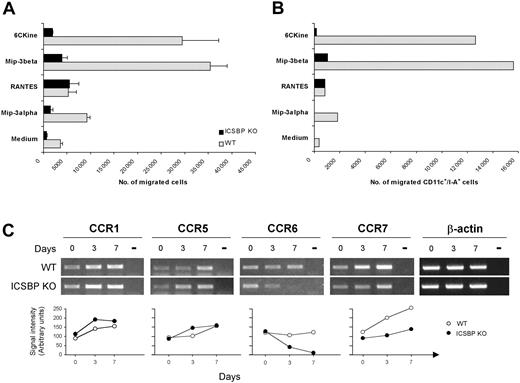 Figure 6. Altered migration potential and expression of chemokine receptors in BM DCs from ICSBP-/- mice. (A-B) Seven-day cultured BM DCs were tested for in vitro chemotactic response using Transwell chambers. DCs were loaded on the upper chamber, while the indicated chemokines were added to the bottom wells. After a 3-hour incubation, cells that had migrated to the lower compartment were collected and counted. Data in panel A represent the mean number of migrated cells of triplicate cultures ± SE. (B) Migrated cells from triplicate cultures were pooled, double-stained with anti-CD11c and anti–I-A antibodies, and analyzed by FACS. (C) Total RNA was extracted from cell suspensions at various times of BM culture and subjected to RT-PCR, using specific primers. Day 0 represents the time of BM extraction. Transcript levels for the indicated chemokine receptors are shown in the top panel. Bottom panels show the densitometric analysis of RT-PCR bands normalized to β-actin levels. Results are representative of 3 separate experiments.