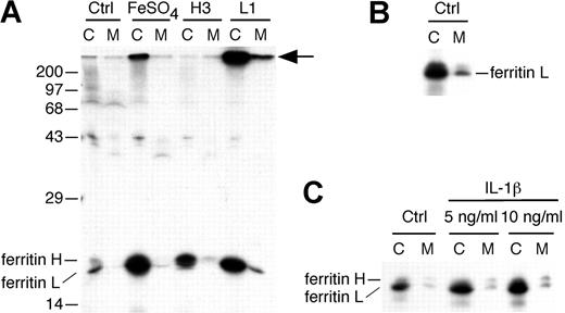 Figure 1. More ferritin L is secreted when its synthesis is elevated. (A) Untransfected HepG2 cells were left untreated (Ctrl) or treated with 10 μM FeSO4/10 μM 8-hydroxyquinoline (FeSO4) during the first 30 minutes of the methionine starvation period. H3 and L1 cells are stable, transfected HepG2 cells expressing high levels of ferritin H or L, respectively. Cells were radiolabeled for 30 minutes and chased in complete medium overnight. The cell lysate (C) and media (M) were immunoprecipitated using polyclonal antibodies to ferritins and resolved by SDS-PAGE and fluorography. Treatment with FeSO4 increased synthesis of both ferritin H and L chains, but little secretion occurs. The stable cell line H3 synthesizes increased ferritin H, but only a trace amount is secreted. The stable cell line L1 synthesizes an increased amount of ferritin L, and some is secreted. A high-molecular-weight protein coimmunoprecipitates with ferritin L (arrow). The position of molecular mass markers is shown on the left. (B) A darker exposure of a separate labeling experiment (as in A) shows that untreated HepG2 cells (Ctrl) secrete some ferritin L. (C) HepG2 cells were left untreated (Ctrl) or treated with IL-1β at either 5 or 10 ng/mL at the outset of methionine starvation (60 minutes prior to labeling) and continuing throughout the labeling (30 minutes) and chase (overnight) periods. Note that this exposure is darker than in panel A, as some ferritin L is visible in the media of Ctrl cells.