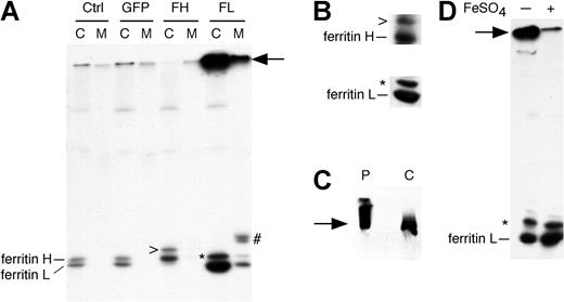 Figure 2. Adenovirus-transduced HepG2 cells synthesize and secrete increased amounts of ferritin L. (A) HepG2 cells were uninfected (Ctrl) or infected with AdX-GFP (GFP), AdX-FH (FH), or AdX-FL (FL). After 72 hours, the cells were labeled with 35S-methionine for 15 minutes and chased in complete medium for one hour. The cell lysate (C) and media (M) were immunoprecipitated using polyclonal antibodies to ferritins. Adenovirus infection per se does not affect synthesis or secretion of ferritins (compare GFP with Ctrl). Increased synthesis and secretion of ferritin L occurs from AdX-FL–infected cells. A high-molecular-weight protein coimmunoprecipitates with ferritin L (arrow). There are 2 proteins of slightly higher molecular weight that coimmunoprecipitate with ferritin H (>) and L (*) in cell lysates, and 2 other proteins coimmunoprecipitate with ferritin L in the medium (#). (B-D) Identification of proteins that coimmunoprecipitate with ferritin H and L in AdX-FH– and AdX-FL–infected HepG2 cells. (B) In the top panel, HepG2 cells infected with AdX-FH were lysed and immunoprecipitated using polyclonal antibodies against ferritins before Western blotting using polyclonal antibodies. In the bottom panel, HepG2 cells infected with AdX-FL were lysed and immunoprecipitated using monoclonal antibody against ferritin L before Western blotting using polyclonal antibodies. The coimmunoprecipitated proteins (denoted by > and *) are detected by immunoblotting. (C) Western blot showing that the high-molecular-mass protein (arrow) in AdX-FL–infected HepG2 cells (labeled C) comigrates with commercially available purified human liver ferritin (P). The cell lysate of HepG2 infected with AdX-FL was immunoprecipitated with polyclonal antibodies against ferritin, electrophoresed alongside 2 μg purified ferritin, and subjected to Western blotting using polyclonal antibody against ferritins. (D) The high-molecular-mass protein migrates as ferritin L monomers after treatment with ferrous sulfate. HepG2 cells infected with AdX-FL were labeled with 35S-methionine, and the cell lysate was immunoprecipitated with polyclonal antibodies against ferritins. The beads containing the washed immunoprecipitates of the cell lysates were separated into 2 aliquots. One aliquot was left untreated (-) while the other aliquot was rotated in 0.5 mL of 100-μM FeSO4 for 30 minutes at room temperature (+). After treatment with ferrous sulfate, the amount of the high-molecular-weight protein (arrow) is decreased and the amount of the ferritin L monomer is increased.