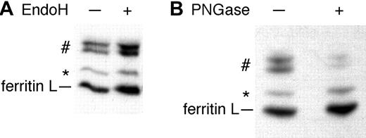Figure 4. Some ferritin L is N-glycosylated. (A) HepG2 cells infected with AdX-FL were labeled with 35S-methionine. The media was immunoprecipitated with polyclonal antibodies against ferritins and the washed beads were divided into 2 aliquots. One aliquot was treated with endoH (+) while the other aliquot was left untreated (-). EndoH does not affect the mobility of the proteins. (B) Radiolabeled ferritins were immunoprecipitated from the media of AdX-FL–infected HepG2 cells. The washed immunoprecipitates were boiled in 1% SDS and the supernatant was diluted in reaction buffer and divided into 2 aliquots. One aliquot was treated with PNGaseF for one hour while the other aliquot was left untreated. After treatment with PNGaseF, the proteins of higher molecular mass in the medium (#) decreased in intensity, whereas the intensity of bands corresponding to ferritin L and modified ferritin L (*) increased.