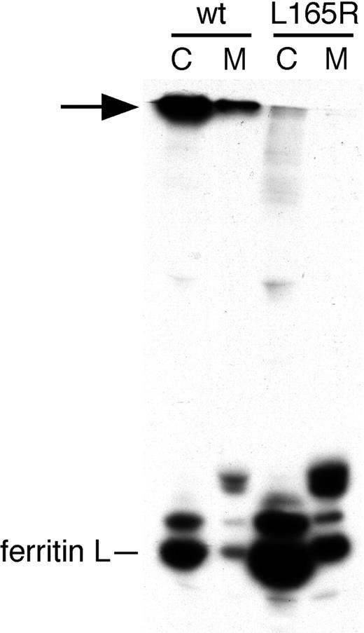 Figure 5. A 4-fold axis cage mutant of ferritin L is secreted. HepG2 cells were infected with AdX-FL (wt) or the AdX-FL(L165R) cage mutant (L165R), and 72 hours after infection were labeled with 35S-methionine and chased for 2 hours. Cell lysates (C) and media (M) were immunoprecipitated with polyclonal antibodies against ferritin L. In contrast to wild-type ferritin L, mutant ferritin L chains did not form high-molecular-weight oligomeric cages (arrow), but both forms are secreted.