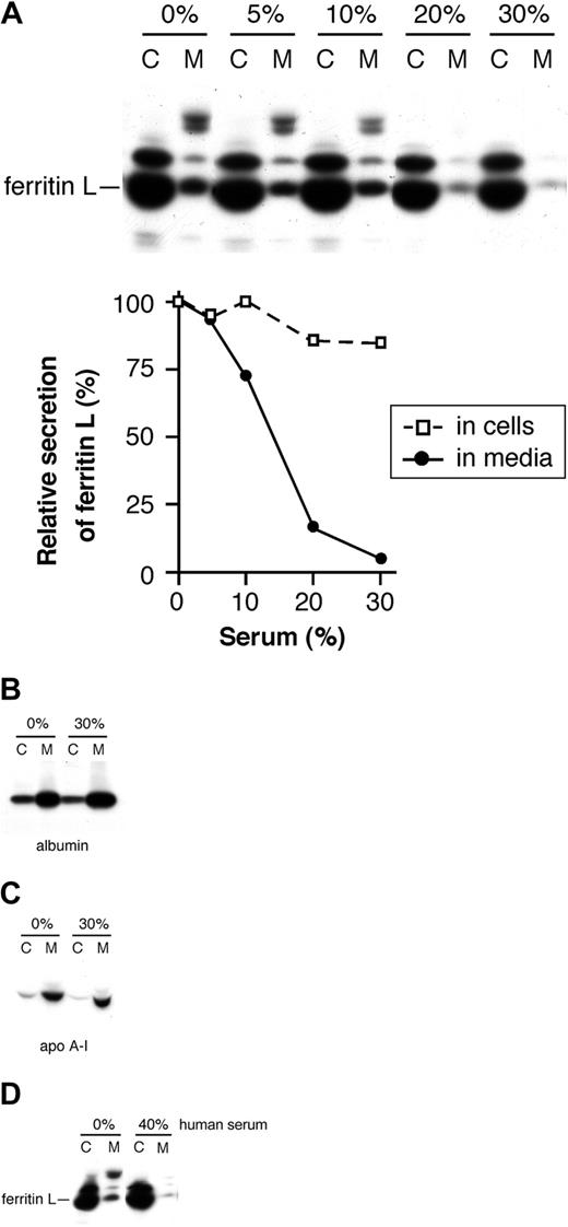 Figure 6. A factor in serum specifically inhibits the secretion of ferritin L. (A) Fetal bovine serum inhibits secretion of ferritin L. Fetal bovine serum was added to the media of AdX-FL–infected HepG2 cells in increasing concentrations (0%, 5%, 10%, 20%, and 30%) from the outset of the starvation period, during radiolabeling, and throughout the chase period. The bands were quantified as described in “Materials and methods.” The relative synthesis and secretion of ferritin L compared with the sample without serum are plotted in the graph. Increasing concentrations of serum are associated with a slight decrease in synthesis and marked drop in secretion of ferritin L. (B-C) Serum does not affect the secretion of albumin or apolipoprotein A-I. AdX-FL–infected HepG2 cells were incubated with media containing either 0% or 30% fetal bovine serum as in panel A. The cell lysate (labeled C) and media (M) were divided into 2 aliquots and immunoprecipitated with antibodies against albumin (B) or apolipoprotein A-1 (C). No difference in the secretion of albumin or apolipoprotein A-1 occurs with 30% serum. (D) Human serum inhibits ferritin L secretion. AdX-FL–infected HepG2 cells were incubated in media containing 0% or 40% human serum as in panel A. The cell lysates (labeled C) and media (M) were immunoprecipitated using polyclonal antibodies against ferritins. The secretion of ferritin L is markedly reduced with human serum.