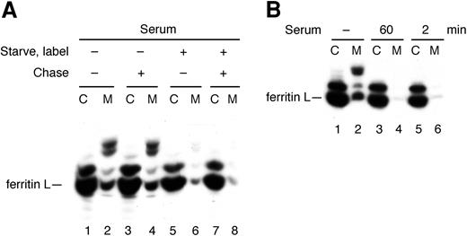 Figure 7. Inhibition of ferritin L secretion by serum is rapid and cotranslational. (A) Serum acts during the starvation or labeling periods but not the chase period. AdX-FL–infected HepG2 cells were treated in 4 different conditions as follows: starved, labeled, and chased in medium lacking serum (lanes 1-2); starved and labeled in medium lacking serum but chased in medium with 30% fetal bovine serum (lanes 3-4); starved and labeled in the presence of 30% fetal bovine serum but chased in medium lacking serum (lanes 5-6); or starved, labeled, and chased in medium with 30% fetal bovine serum (lanes 7-8). The presence of serum during labeling—and not during the chase period—results in inhibition of ferritin L secretion. This result also indicates that serum in the chase medium does not affect the immunoprecipitation of ferritin L. (B) Serum inhibit the secretion of ferritin L rapidly and cotranslationally. Some cells were incubated in media lacking serum throughout the experiment (lanes 1-2). Fetal bovine serum was added at a 30% concentration to AdX-FL–infected HepG2 cells either 60 minutes prior to labeling with 35S-methionine (at the outset of the methionine starvation period) (lanes 3-4) or 2 minutes prior to labeling (lanes 5-6) and continued through the 5-minute labeling period in both cases. At the onset of the chase period, all cells were washed in phosphate-buffered saline and chased in serum-free complete medium for 2 hours. The cell lysates (labeled C) and media (M) were immunoprecipitated with polyclonal antibodies against ferritins.