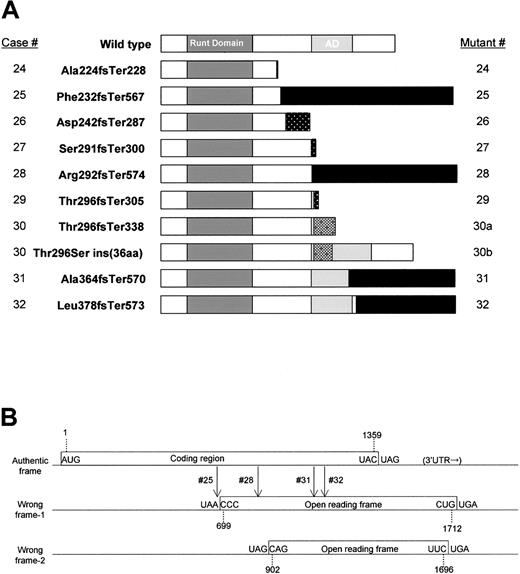 Figure 2. AML1 mutations in the C-terminal region. (A) Horizontal bars show the wild-type (453 aa) and mutant AML1 sequences, indicating the Runt domain (50-177), the trans-activation domain (291-371), and the C-terminal mutants. The numbers in the left-hand column indicate the case numbers (24 through 32) described in Table 1. Patient 30 expressed 2 types of mutated AML1 mRNA and protein that originated from one genomic mutation (described in “Results”). Cases 25, 28, 31, and 32 expressed extraordinary long stretches originating from a wrong reading frame (indicated by black bars). (B) Open reading frames (ORFs) of the human AML1 gene. Boxes showed ORFs including the authentic frame that encodes the wild-type AML1 protein. Vertical arrows show locations of frame shifts in cases 25, 28, 31, and 32. Only relevant ORFs are shown.