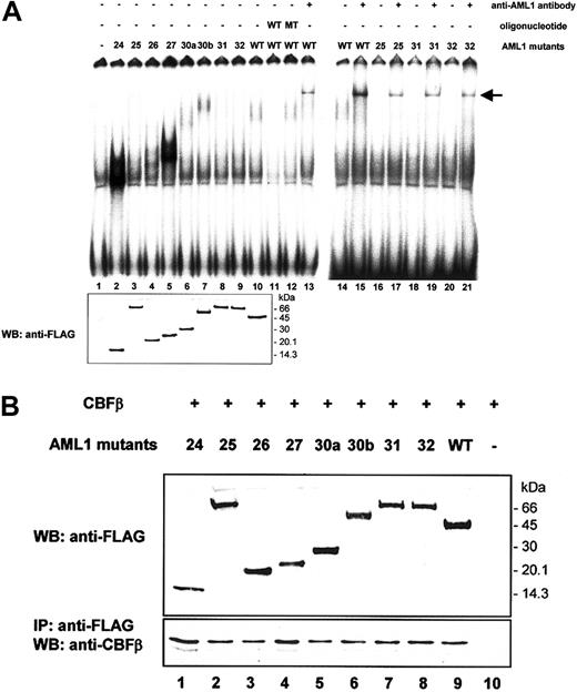Figure 5. Abilities of C-terminal AML1 mutant proteins to bind DNA and to heterodimerize with CBFβ. (A) DNA binding potential of AML1 mutants was analyzed by EMSA using nuclear extract from Cos-7 cells transfected with wild-type AML1 or mutated AML1 expression plasmid vectors. The oligonucleotides used as competitors were as follows: W, containing one wild-type AML1 binding site (CGAGTATTGTGGTTAATACG); and M, containing one mutated AML1 binding site (CGAGTATTGTTAGTAATACG). Equal expression of each mutant was demonstrated by immunoblot analysis (WB) using a FLAG antibody, as shown in the lower panel. An arrow indicates supershifted bands. (B) Heterodimerization ability of AML1 mutants with CBFβ. Cos-7 cells were cotransfected with an expression vector containing CBFβ cDNA and with vectors containing either wild-type AML1 or mutated AML1 cDNA. The expression levels of AML1 in total cell lysates were detected by immunoblot analysis with an anti-FLAG antibody (upper panel). Cell lysates were immunoprecipitated (IP) with an anti-FLAG antibody, and then proteins were detected by immunoblot analysis (WB) using an anti-CBFβ antibody (lower panel).