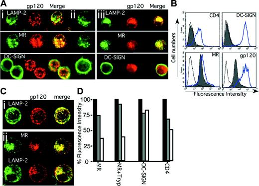 Figure 2. Internalization of HIV-1 gp120 by immature MDDCs. The binding and entry of HIV-1 gp120 into immature MDDCs was examined using excess biotin-LC-hydrazide gp120. Original magnification, × 400. After a 30-minute pulse with gp120 (Ai) or no gp120 (Aii) or a subsequent 120-minute chase (Aiii), 5 × 104 cells were cytospun onto glass slides and fixed in 4°C acetone for 10 minutes. HIV-1 gp120 was detected using streptavidin Alexa Fluor 594 (red) and fluorescent colocalization examined with monoclonal antibodies to the lysosome marker LAMP-2 and the 2 CLRs, MR and DC-SIGN (green), by confocal microscopy. (Similar results were observed with alcian blue–adhered, paraformaldehyde-fixed, and saponin-permeabilized MDDCs stained with biotinylated CD4-IgG2.) (B) MDDCs were trypsinized, resulting in cleavage of the gp120 binding domains of functional CD4 (Leu3a) and DC-SIGN (AZN-D1) but not completely of MR. Solid gray histograms represent antibody (or streptavidin) staining for CD4, DC-SIGN, MR, and gp120 after trypsinization, and the open overlaid histograms represent their respective isotype or negative (no gp120) controls. The blue open overlaid histograms show respective staining in each panel before trypsinization. (C) HIV-1 gp120 uptake into different trypsinized MDDCs at 0 (Ci) and 120 (Cii) minutes after gp120 loading was detected as outlined for panel A. (D) Cell surface expression of MR on untreated (MR) or trypsinized MDDCs (MR+Tryp) and expression of DC-SIGN and CD4 (on untreated cells) was determined immediately before the gp120 pulse (before gp120; ▪), immediately after the 30-minute pulse (0 minutes; ▦) and after a 120-minute chase (120 minutes; □). Percent fluorescence intensity = MFI as a proportion of control.