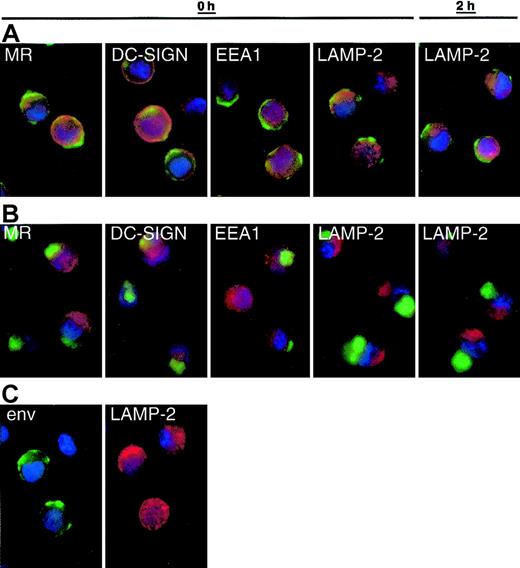 Figure 3. Internalization pathways of virus in mature and immature MDDCs. Immature (A,C) and mature (B) MDDCs were incubated with AT-2 HIV-1ADA (3 μg p24/106 DCs, 1 hour at 37°C) and free virus was washed away. The cells were gently resuspended, and approximately 2.5 × 104 cells adhered to alcian blue–treated slides immediately (0 h) or after an additional 2-hour incubation (2 h). Cells were fixed in 4% paraformaldehyde and incubated with biotinylated CD4-IgG2 (Progenics Pharmaceutical) in addition to murine monoclonals specific for MR, DC-SIGN, EEA1, and LAMP-2 at room temperature in the presence of saponin. After washing, bound biotinylated CD4-IgG2 was detected with streptavidin-horseradish peroxidase (HRP) and HRP located using the FITC-TSA amplification kit (green).22 Murine monoclonals were detected with goat antimouse Alexa Fluor 594 (red) and nuclei were stained with DAPI (blue). Overlays of the green and red stains are shown in panels A and B. Separate stains for envelope (env) and LAMP-2 on immature DCs (0 h as an example) are shown in panel C to highlight the limited colocalization of these stains. Original magnification × 100. Double staining for LAMP-2 or MR and envelope was reproduced using 8 different donors, and DC-SIGN and EEA1 repeated with 5 donors. Comparable results were obtained using AT-2 SIV CP-mac–loaded DCs from 2 additional donors (not shown). Murine Ig isotype controls showed no background staining with goat antimouse Alexa Fluor 594 (not shown).