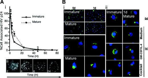Figure 4. Viral degradation in both immature and mature DCs. (A) Quantitative decay of intracellular HIV p24. (Ai) Purified AT-2 HIV-1BaL was incubated with immature and mature MDDCs (1 × 106 cells/mL, 2 μg/mL HIV-1 p24) for 2 hours. Cells were washed 3 times and cultured at 0.5 × 106 cells/mL in IL-4/GM-CSF media. At the indicated times, cells were pelleted for cell-associated p24 quantified as for Figure 1. At time 0 hours, immediately following the pulse, cell-associated p24 was 18 ng p24/106 for immature DCs and 5 ng p24/106 for mature DCs. The p24 amounts measured at each time point are expressed as a percentage relative to the 100% starting points and are representative of 3 experiments. (Aii) Alternatively, cytospin preparations were made at the indicated time points and acetone-fixed on glass. AT-2 HIV-1 was detected using a murine anti–HIV-1 p24 monoclonal antibody followed by Alexa 488–conjugated goat anti–mouse IgG. At the 6- and 24-hour time points, exposure was enhanced 3-fold to demonstrate the presence of fluorescent granules. Original magnification, × 100. (B) Degradation of SIV (envelope) in DCs over 24 hours. (Bi) AT-2 SIV CP-mac–loaded immature or mature DCs were sampled immediately (0 d) or after being recultured for 1 day (1 d) (106 cells/well, 24-well plate; immature in GM-CSF/IL-4 and mature in medium alone) adhered to slides. Cells were stained for SIV envelope and nuclei using biotinylated CD4-IgG2 and DAPI, respectively, as outlined in Figure 3. A low-power image (i, upper panels; original magnification, × 10) and a higher-power deconvoluted Z series image (i, lower panels; original magnification, × 100) are shown. Data are representative of DCs from 7 donors. (Bii) Immature DCs and cells matured for one day in cocktail (1d Mature) were pulsed with AT-2 SIV E11S (30 ng p27/105 DCs, 2 hours at 37°C) and sampled immediately (0 d) or recultured in the presence of medium, GM-CSF/IL-4, or the maturation cocktail for a day (1d). Cells were adhered to slides and stained for envelope expression. Immature and 1-day matured DCs yielded the same results from 5 different individuals. Original magnification, × 100. Comparative analyses confirmed the similarities between the different SIV isolates (as apparent in panels Bi and Bii).