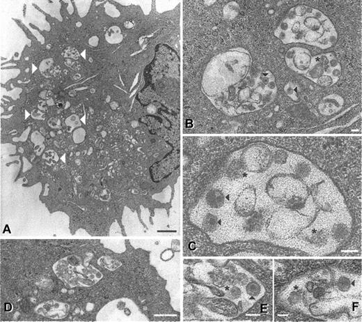 Figure 5. Ultrastructural appearance of SIV particles in DCs after 24 hours. Mature and immature DCs were pulsed with AT-2 SIV CP-mac for 2 hours, washed, and cultured for an additional 24 hours (immature DCs in GM-CSF and IL-4 and mature DCs in regular medium). At the 24-hour time point, cells were fixed and processed for electron microscopy as previously described.22 In mature DCs (A-C) large vacuoles (large white arrowheads) containing intact particles (black arrowheads) and cellular debris or possible degraded virions (asterisks) were observed. Similar virions (as well as debris or degraded viral particles) were observed in immature DCs (D-F), although at a markedly lower frequency. Magnifications and scale bars: (A) × 9000, 2 μm; (B) × 31 000, 100 nm; (C) × 81 000, 10 nm; (D) × 23 000, 0.5 μm; (E) × 60 000, 100 nm; (F) × 51 000, 100 nm. These images represent observations from 2 donors for the immature DCs and 4 donors for the mature DCs.