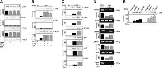 Figure 1. PMA, IL-1β, and LPS increased p300 and PCAF binding without altering their protein levels. (A) Western blot analysis of p300, CBP, and PCAF protein levels in nuclear extracts prepared from HFb treated with or without PMA (100 nM), IL-1β (10 ng/mL), or LPS (2 μg/mL) for 4 hours. General transcription factor TFIIB was used as a nuclear protein control. (B) Binding of p300, CBP, and PCAF to a COX-2 promoter probe. Nuclear extracts prepared from HFb were incubated with a 424-bp biotinylated COX-2 promoter probe (–30 to –453) and streptavidin-agarose beads for one hour, and the complex was obtained after centrifugation. Proteins in the complex were resolved by Western blot analysis. Co indicates a control nonrelevant probe; and COX-2, the COX-2 probe. (C) Correlation of transactivator binding with p300 binding. Binding assays were performed as described in panel B. Multiple proteins were simultaneously analyzed in the pulldown complex. (D) Binding of coactivators and p300 to chromatin COX-2 promoter. ChIP assays were performed as described in “Materials and methods.” DNA input denotes the loading of an equal amount of nuclear extract DNA without immunoprecipitation. Control IgG indicates rabbit normal IgG. (E) Interaction between p300 and transactivators. Nuclear extracts from HFb treated with or without PMA (100 nM) for 4 hours were immunoprecipitated with each indicated antibody, and p300 in the complex was detected by Western blots. IP indicates immunoprecipitation; and control IgG, rabbit normal IgG. In all panels, the top panel shows a representative of 3 experiments and the bottom panel shows mean ± SEM of densitometry from 3 experiments.