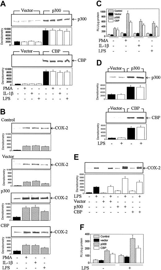 Figure 2. CBP and p300 overexpression enhanced COX-2 protein levels and promoter activities in HFb and RAW 264.7. (A) CBP and p300 protein levels in transduced HFb. HFb were transfected with plasmids encoding p300, CBP, or the empty vector (mock control) and then treated with or without PMA, IL-1β, or LPS. Protein levels of p300 were analyzed by Western blots. CBP or p300 level in mock-transfected cells was similar to that in native cells. (B) Influence of p300 and CBP transduction on COX-2 protein levels in HFb. (C) Effect of p300 and CBP transduction on COX-2 promoter activities in HFb. HFb were cotransfected with luciferase expression vectors and plasmids encoding p300 or CBP. The promoter activity was expressed as relative light unit (RLU). (D) CBP and p300 protein levels in RAW 264.7 cells transfected with CBP or p300 vectors. (E) Influence of p300 and CBP transduction on COX-2 protein levels in RAW 264.7 cells. (F) Effect of p300 or CBP overexpression on COX-2 promoter activity. In panels A, B, D, and E, the top panel shows a representative of 3 experiments and the bottom panel shows mean ± SEM of the densitometry from 3 experiments. Each bar in panels C and F also denotes mean ± SEM of 3 experiments.
