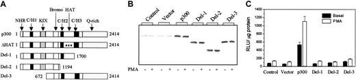Figure 4. Transfection of N- or C-terminal deletion mutants of p300 abolished the p300 enhancing effect. (A) Linear schemes show wild-type and deletion mutants. Domains are indicated by arrows. (B) Protein levels of the overexpressed wild-type p300 and its mutants determined by Western blots. (C) COX-2 promoter activities in HFb transfected with wild-type p300 and mutants. Control refers to untransfected HFb. Similar results were detected in RAW 264.7 cells (data not shown). Each bar denotes mean ± SEM of 3 experiments.