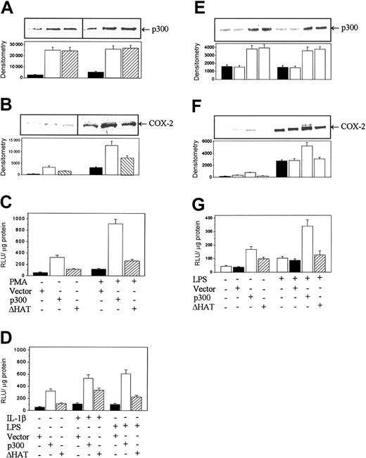 Figure 5. Deletion mutation of p300 HAT reduced the enhancing effect of p300 on COX-2 expression. (A-B) p300 (A) and COX-2 (B) protein levels in nuclear extracts of ΔHAT- or p300-transduced HFb determined by Western blots. (C-D) COX-2 promoter activities in p300- or ΔHAT-transduced HFb stimulated with or without PMA (C) or with or without IL-1β or LPS (D). (E-F) p300 (E) and COX-2 (F) protein levels in nuclear extracts of RAW 264.7 transduced with ΔHAT or p300. (G) COX-2 promoter activities in transduced RAW 264.7 cells treated with or without LPS. In panels A, B, E, and F, the top panel shows a representative blot and the bottom panel shows mean ± SEM of the densitometry of 3 experiments. Each bar in C, D, and G denotes mean ± SEM of 3 experiments. A mock vector and normal control were included in all experiments with similar results.