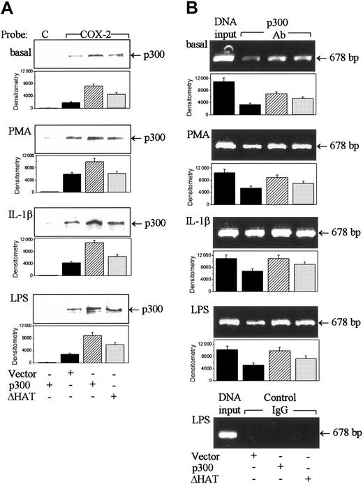 Figure 6. Wild-type p300 but not ΔHAT increased p300 binding to COX-2 promoter in HFb. (A) Effect of p300 or ΔHAT overexpression on p300 binding to a biotinylated COX-2 promoter probe analyzed by a streptavidin-agarose pulldown assay. C indicates a control probe; and COX-2, the COX-2 probe. (B) Influence of wild-type p300 versus ΔHAT transfection on p300 binding to a chromatin COX-2 promoter region. Chromatins were immunoprecipitated with a polyclonal p300 antibody and COX-2 promoter region was analyzed by PCR. The left column of each panel shows DNA input. A nonimmune rabbit normal IgG was included with each stimulus as control. Only the LPS-treated cells are shown. In all panels, the top panel shows a representative of 3 experiments and the bottom panel shows mean ± SEM of the densitometry from 3 experiments.