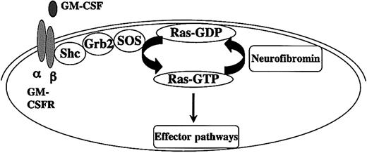 Figure 1. Interaction between Ras and neurofibromin in healthy and JMML cells. GM-CSF binding to its surface receptor leads to dimerization and recruits Janus kinase 2 (JAK2), which creates docking sites for adapter molecules by phosphorylating tyrosine residues on the β chain. The guanine nucleotide dissociation factor SOS induces guanosine diphosphate (GDP) dissociation from Ras at the plasma membrane. Ras is then free to bind to GTP, which interacts with effectors such as Raf-1 to activate kinase signaling cascades. Neurofibromin negatively regulates growth by accelerating hydrolysis of Ras-GTP to inactive Ras-GDP. Oncogenic point RAS mutations and loss of NF1 contribute to aberrant proliferation and survival in JMML by elevating Ras-GTP levels. JMML cells are hypersensitive to GM-CSF in vitro, and studies in stains of mutant mice suggest that GM-CSF plays a central role in the aberrant growth of Nf1-deficient cells in vivo.